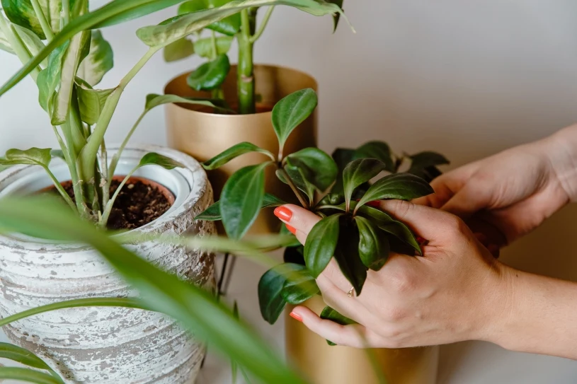 Vaše rostliny ztratily energii? Zachránit je můžete během několika vteřin.