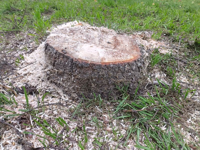 Bez pronájmu bagru a namáhavého vykořenění. Chytrý trik na odstranění pařezu