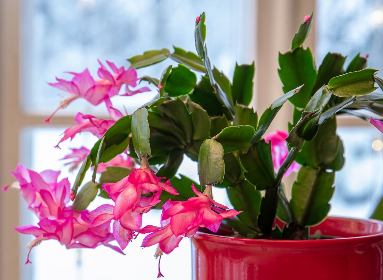 Proč listy mého kaktusu vadnou a hnijí? Použijte rychlou léčbu a on znovu zezelená a vyraší.