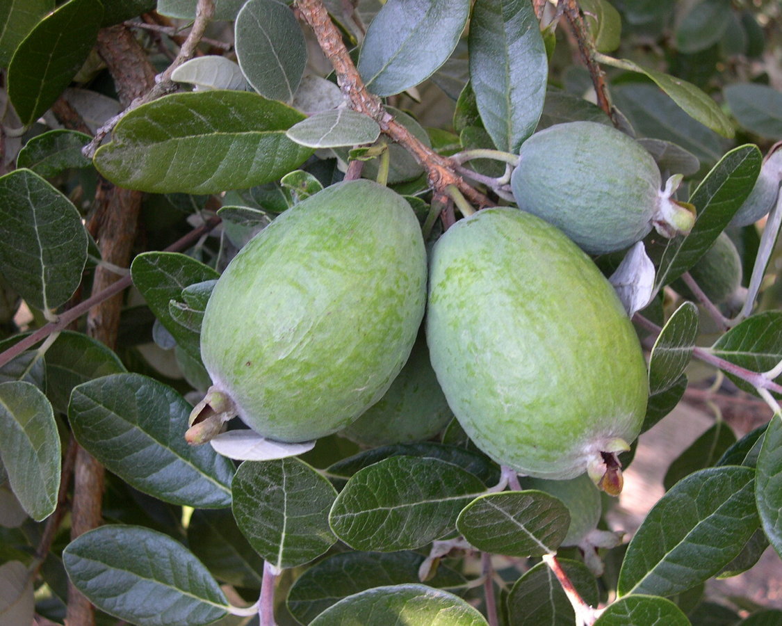 Chutí připomíná směs jablka, ananasu a banánu. Je bohatý na vlákninu a železo a po konzumaci podporuje normální funkci střev.