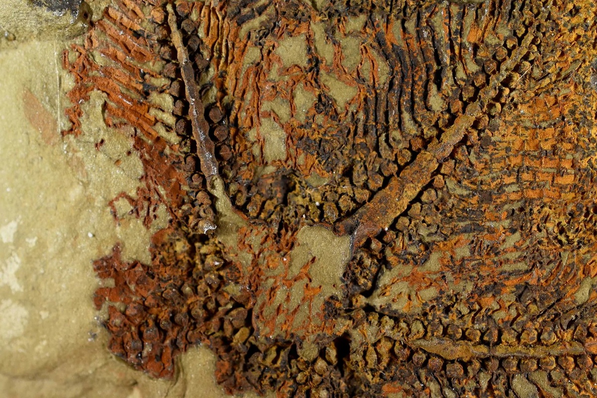 Konise objevil zkamenělé zbytky rostlin, jejichž stáří přesahuje 240 milionů let.