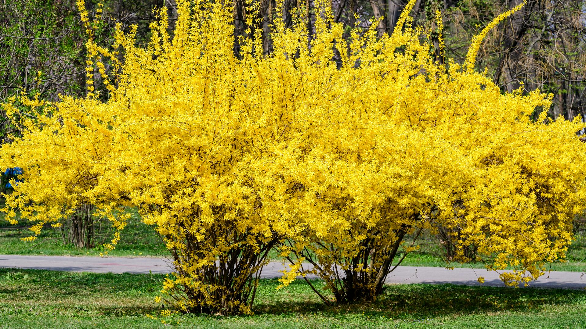 Chcete, aby vaše forsycie rozkvetla na jaře? Udělejte to ještě dnes.