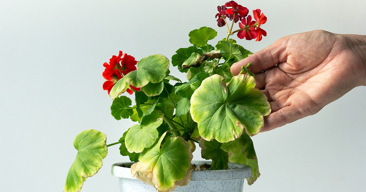 Vaše muškáty...Žloutnou a vysychají Příčina vás možná překvapí.