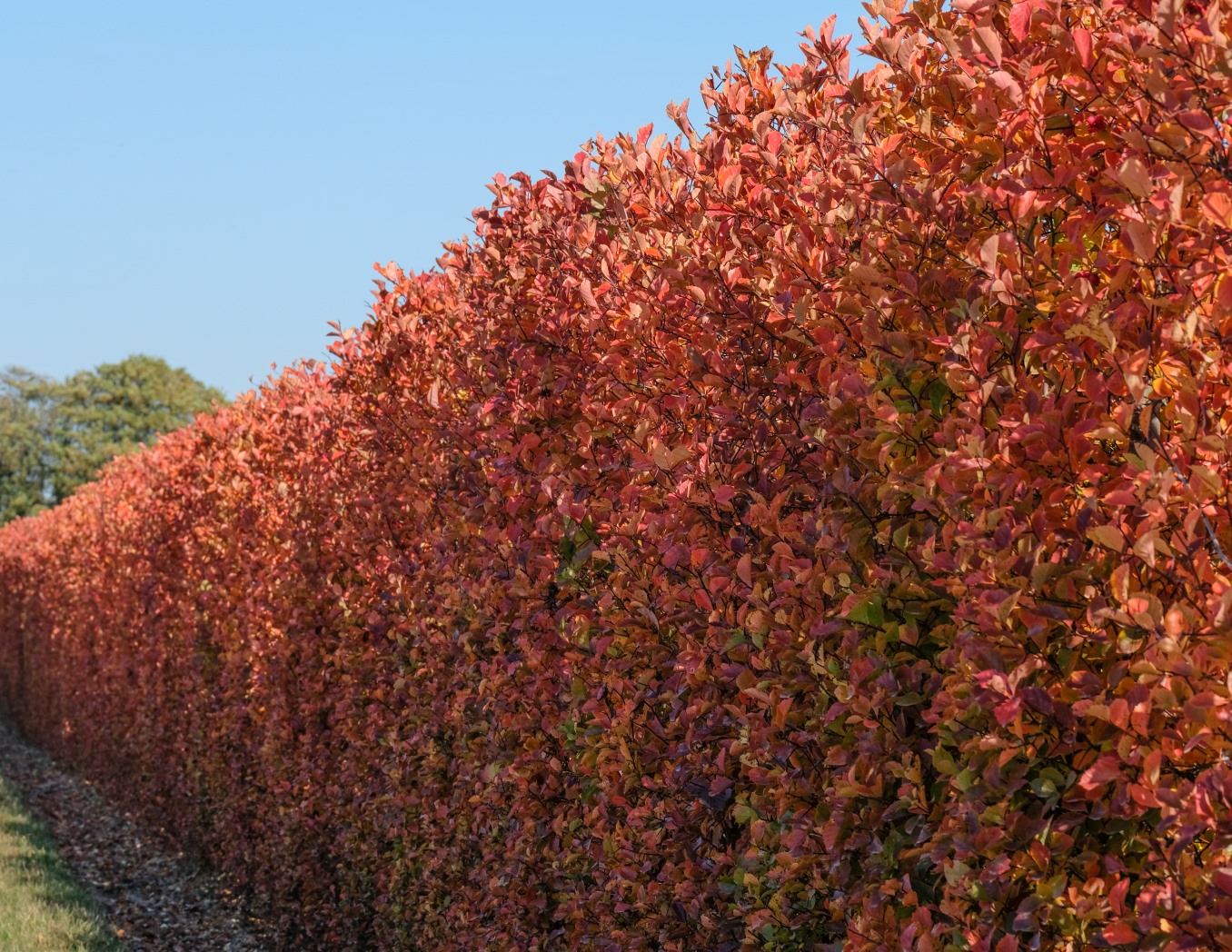 Nový hit mezi zahradníky. Vypadá lépe než tuje a roste jako blázen.