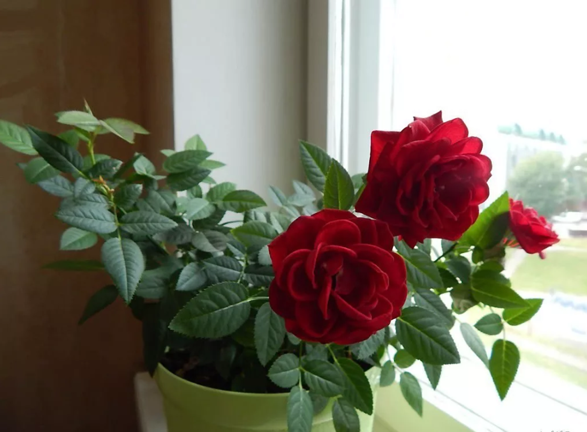 Jak připravit přírodní prostředek na ochranu růžových keřů před mšicemi a červy