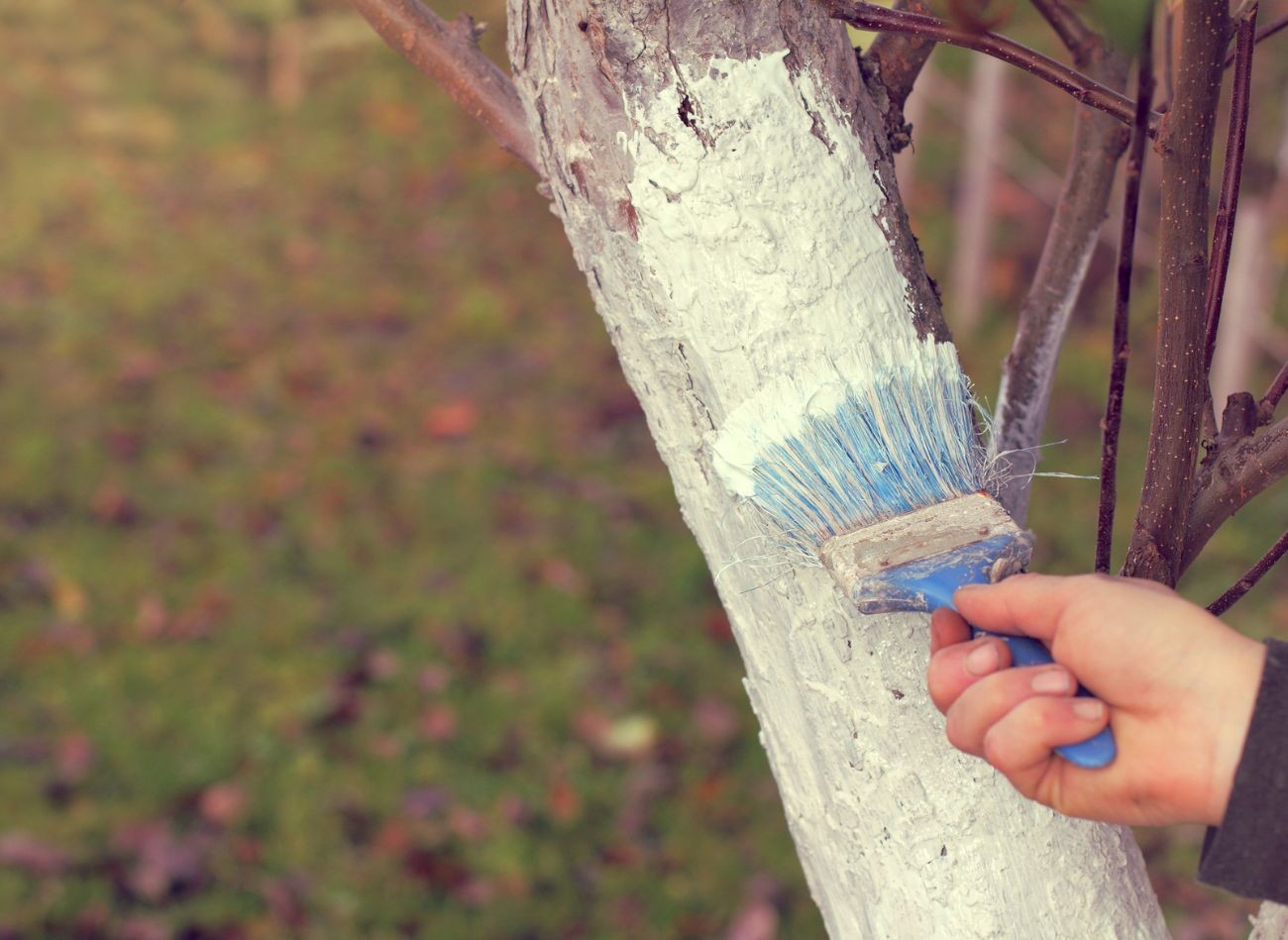 Co dělat na zahradě v prosinci? Ochrana rostlin a plánování výsadby na příští sezónu.