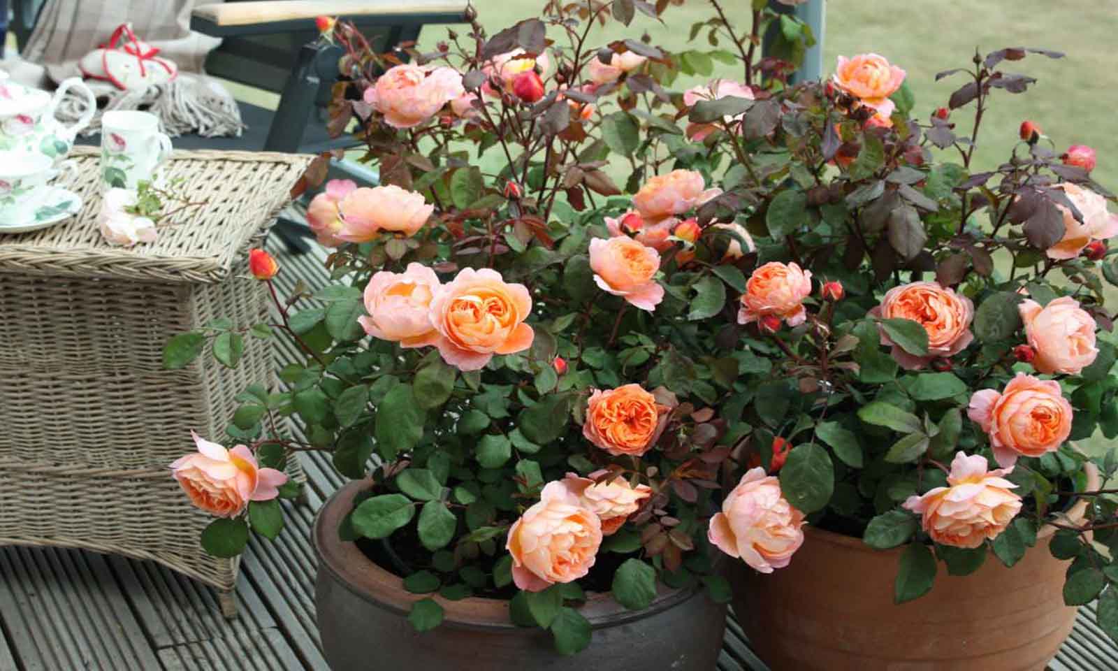 Jak připravit přírodní prostředek na ochranu růžových keřů před mšicemi a červy