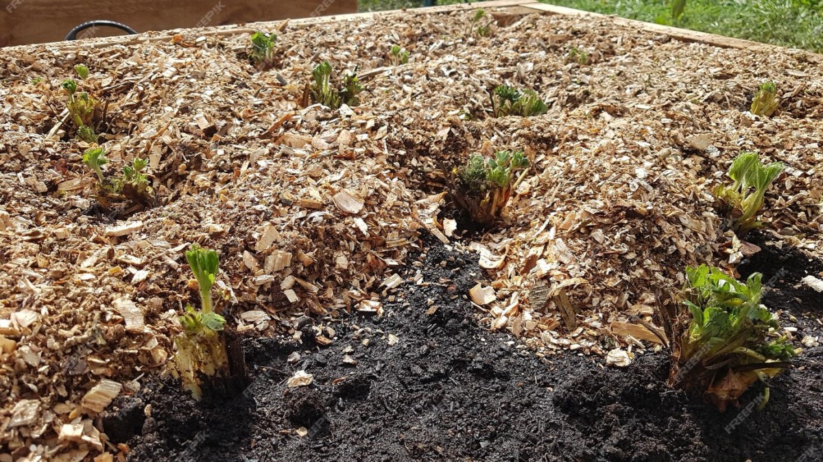 Mulčování, které se v prosinci stává skutečným jedem pro zahradu