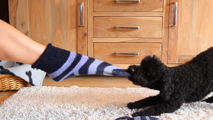 Proč psi tak milují špinavé ponožky? Vědci mají odpověď