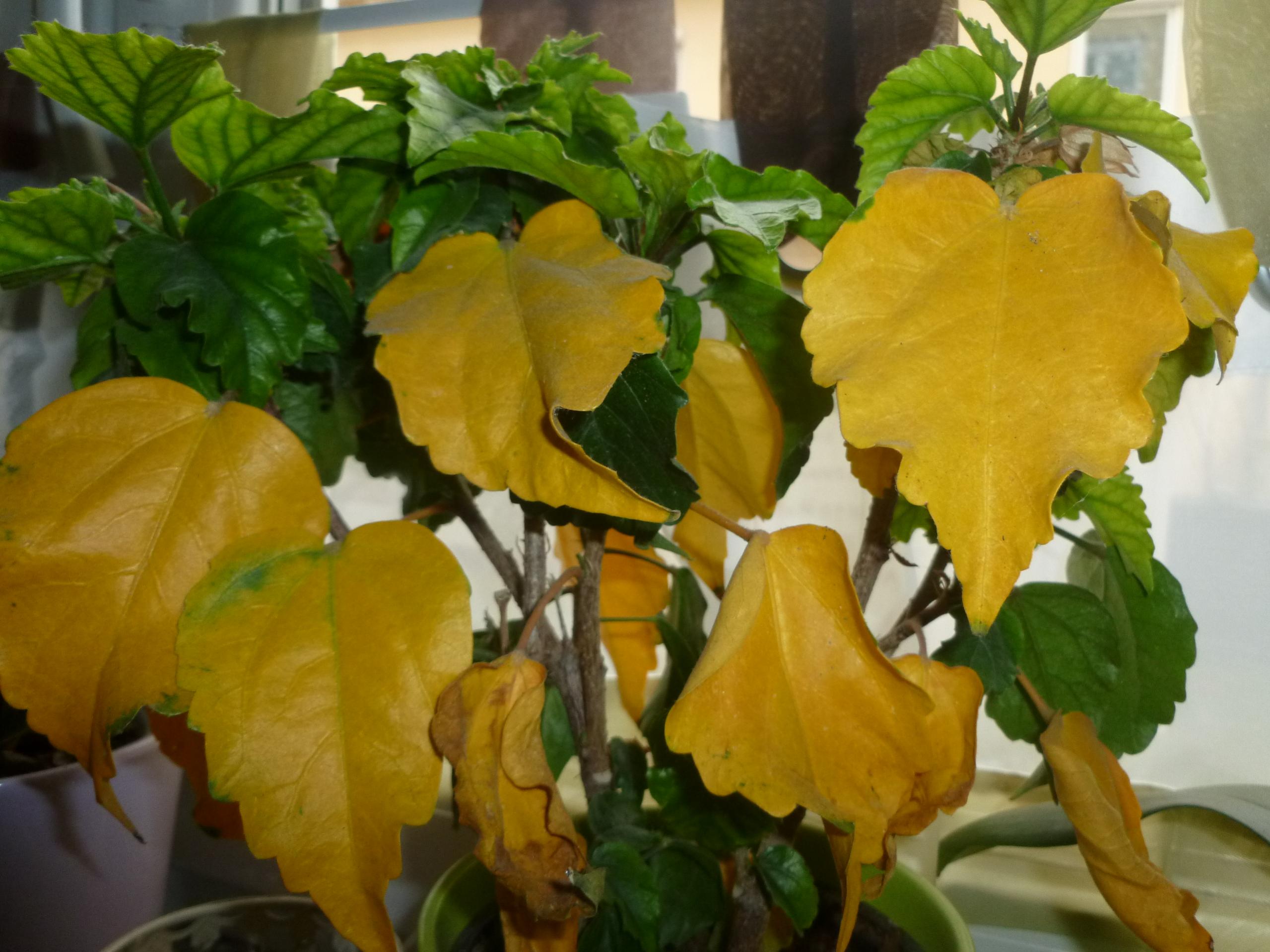 6 důvodů, proč pokojové rostliny žloutnou: rychlé řešení v zimě
