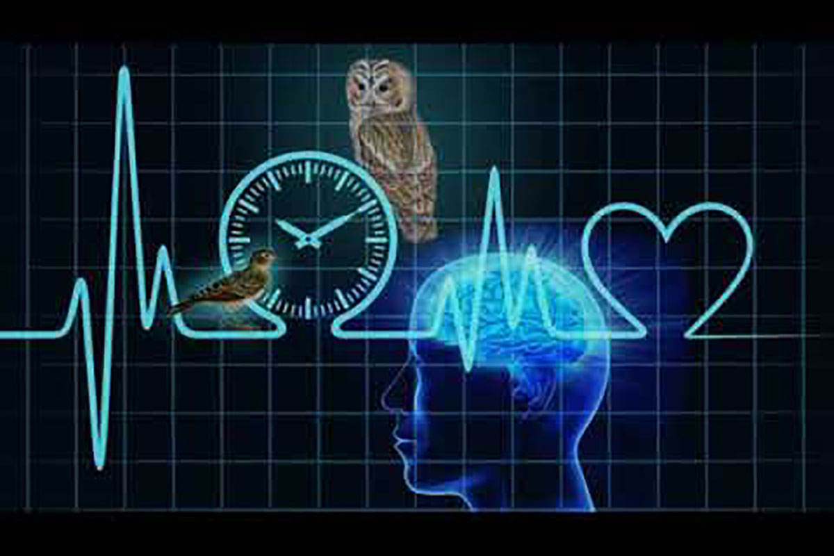 Cirkadiánní rytmy a zdraví kardiovaskulárního systému: proč je poškození cév způsobené spánkovou apnoe nejzávažnější ve 3 hodiny ráno.