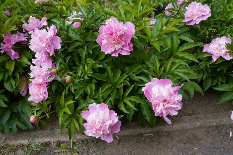 Do zahrady můžete vysadit mrazuvzdorné trvalky. Ty přežijí i tuhé mrazivé zimy.