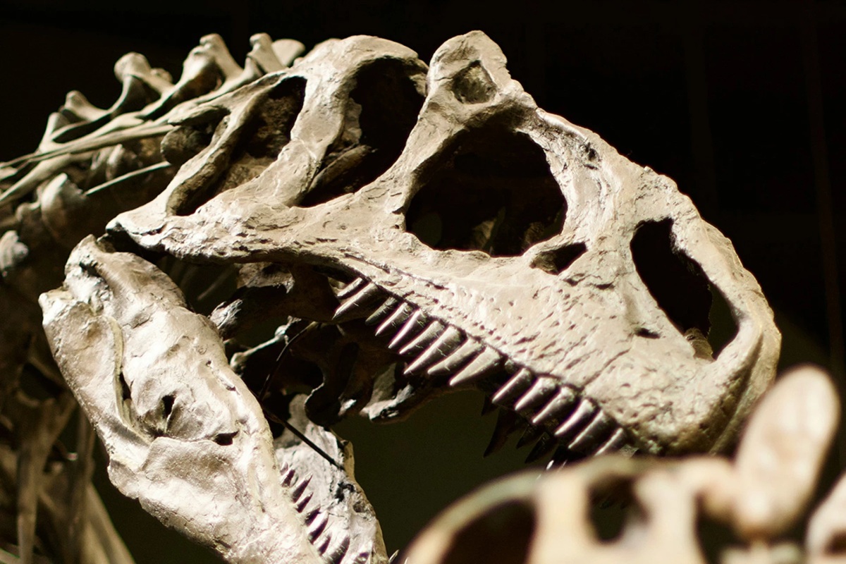 Čas se zastavil. Archeologové objevili překvapivě dobře zachovalá vejce dinosaurů stará 72 milionů let.