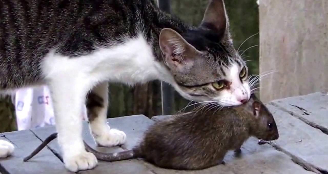 Krysy v kompostu: 6 málo známých tipů, jak je navždy vyhnat ze své zahrady.