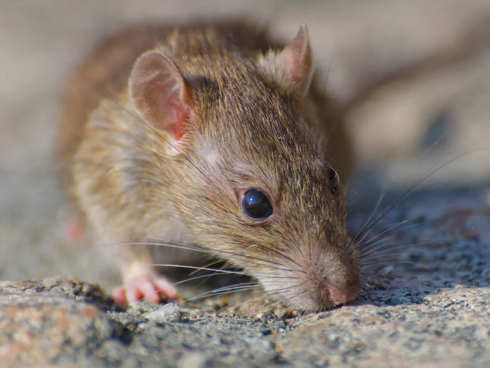 Krysy v zahradě? Jediný prostředek do koupelny vás jich zbaví během několika vteřin!