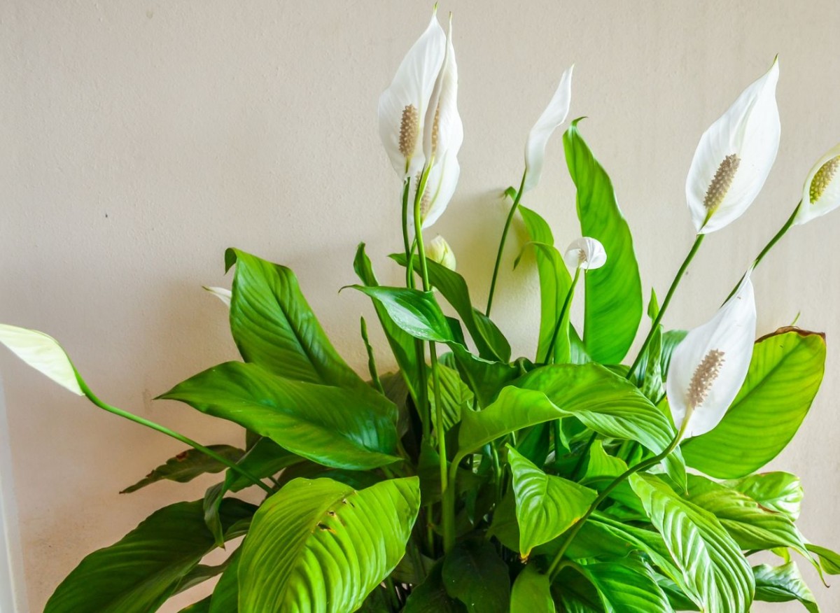 Po dvou dávkách spathiphyllum nabere sílu. Objeví se na něm mnoho listů a poupat.