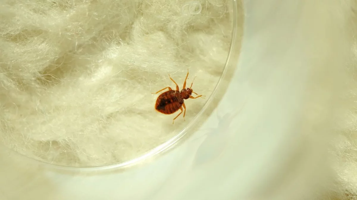 Mohou být semeništěm štěnic. Rychle je odstraňte ze své ložnice