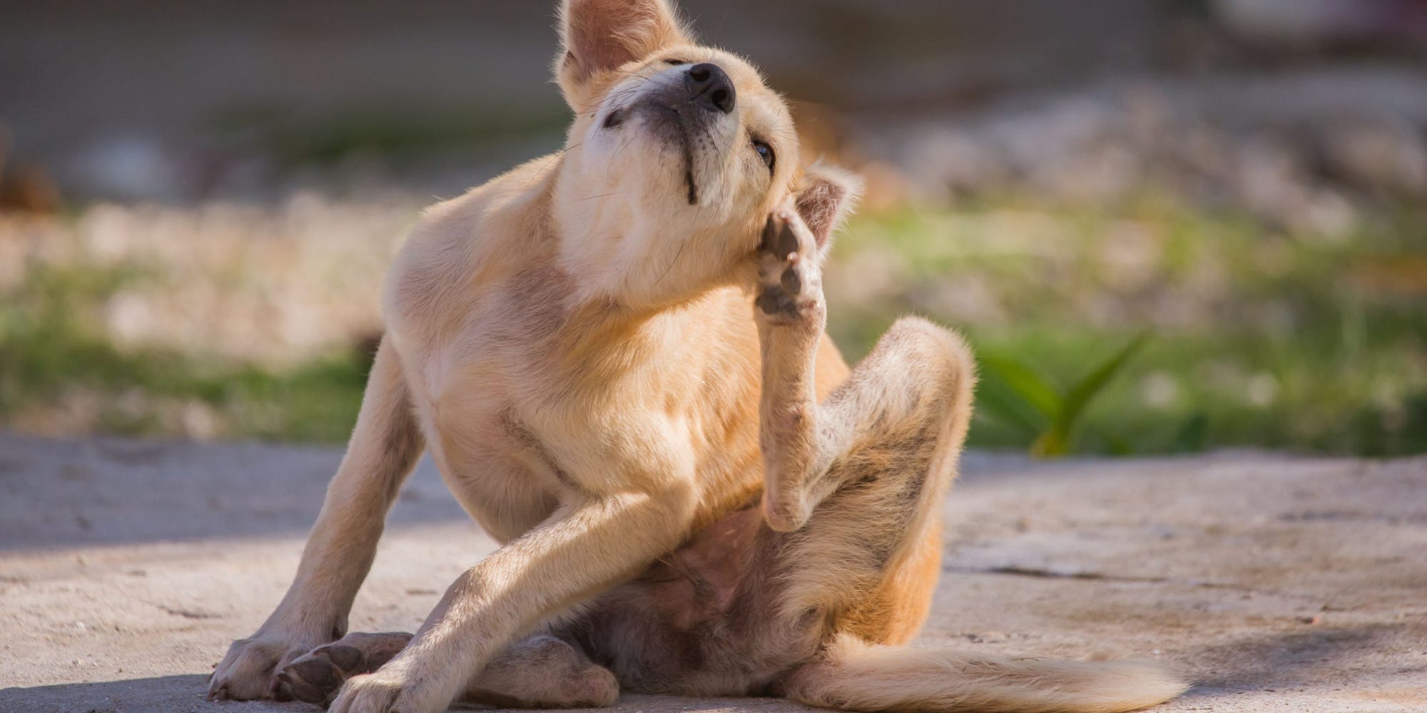 Můj pes se neustále škrábe: jak zjistit, zda je to vážné nebo jen zvyk?
