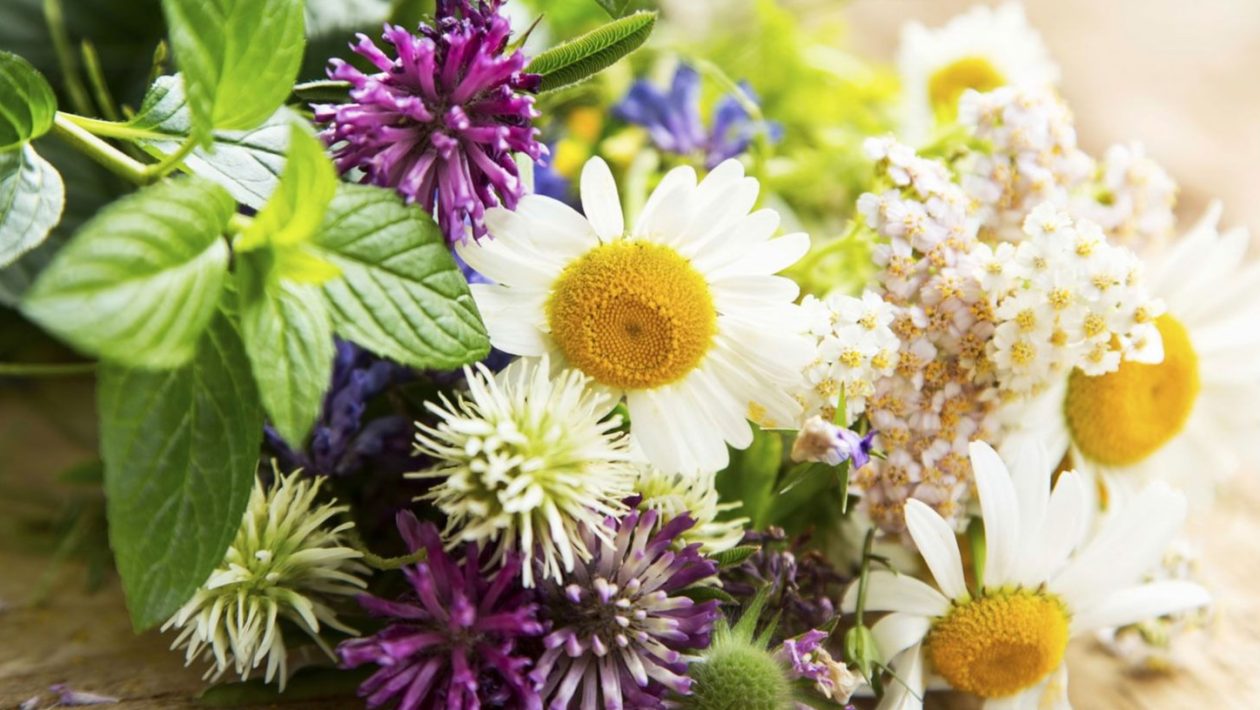 Šest léčivých rostlin, které odborníci považují za nejúčinnější při léčbě nespavosti, stresu a zažívacích potíží