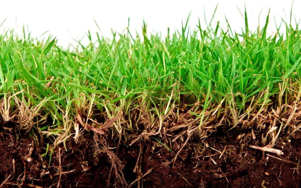 Zasejte trávu... v zimě. Vytlačí plevel a vytvoří povrch podobný pryskyřici.