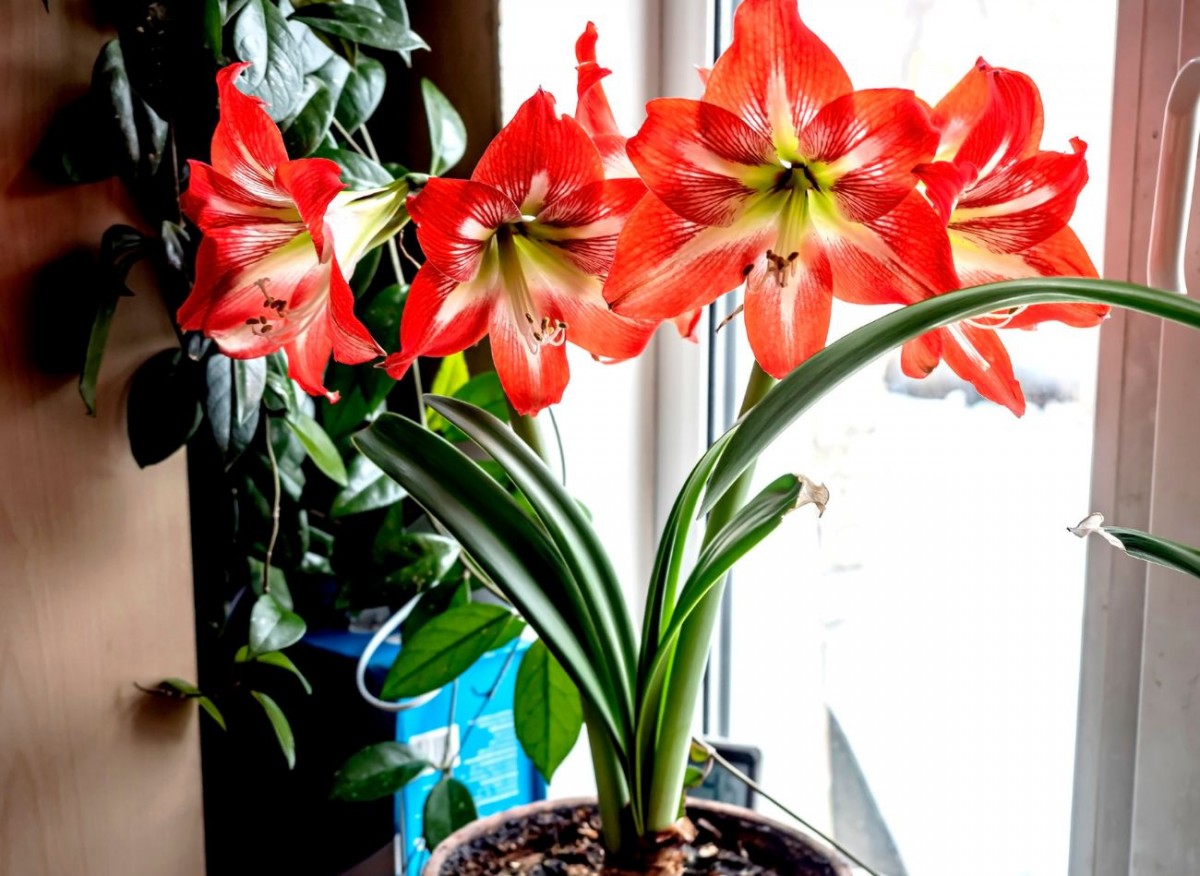 Péče o amaryllis v zimě. Dodržujte tyto 3 rady a bude krásně kvést.