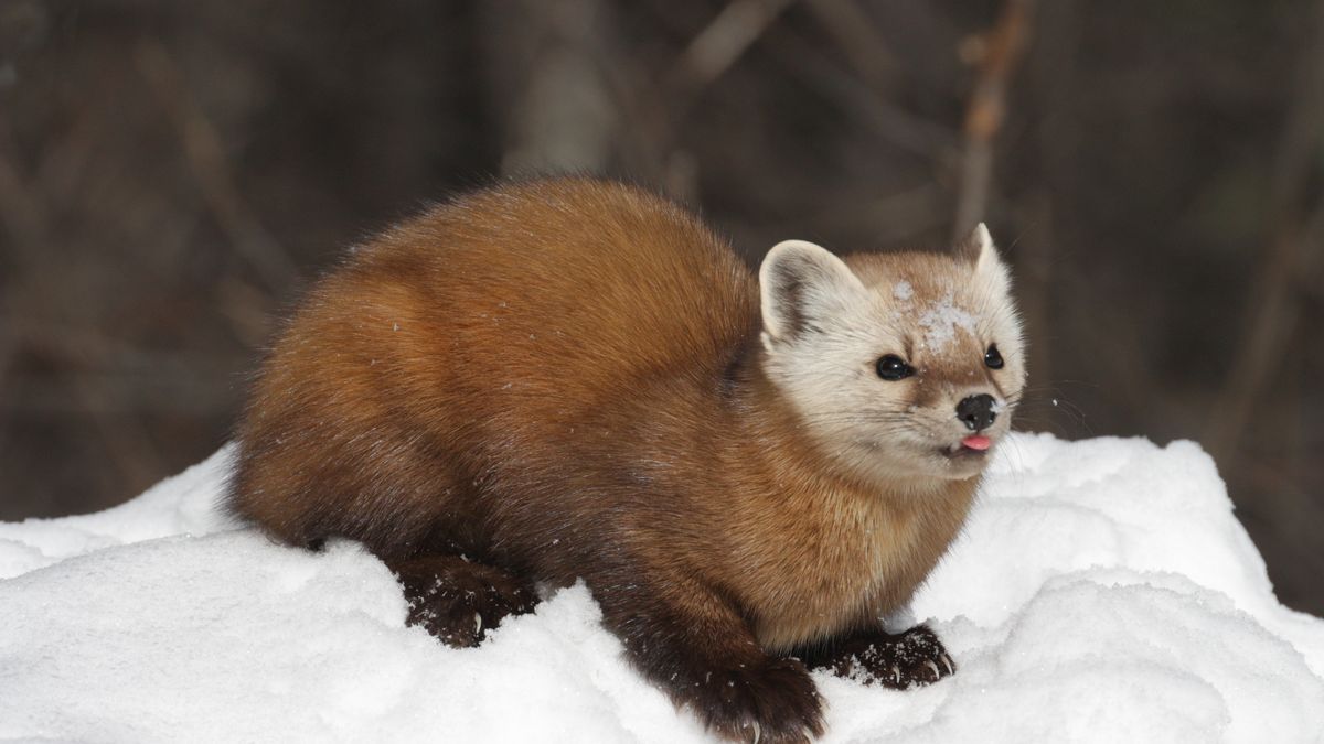 Auto nebo dům: jak se rychle a snadno zbavit kun