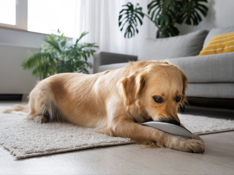 Zápach od psa? Tento domácí způsob okamžitě vrátí koberci svěžest