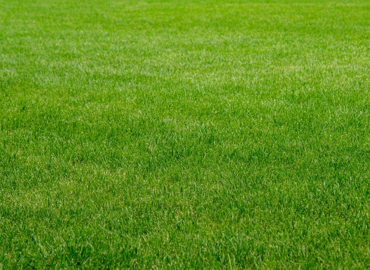 Americký způsob, jak získat hustý zelený trávník. Nečekané termíny výsevu pro české zahradníky.