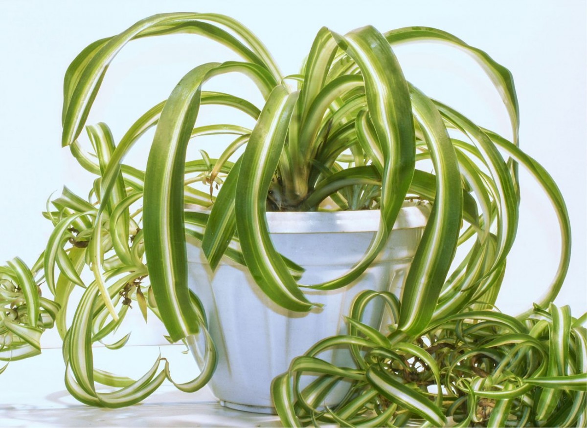 Péče o zelenou rostlinu v zimě – 5 důležitých úkolů. Vytvoří mnoho nových listů a na jaře dokonce zakvete