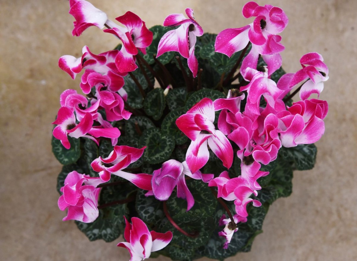 Proč cyklámen opadává? Jednoduchá řešení, která ho rychle vrátí k životu