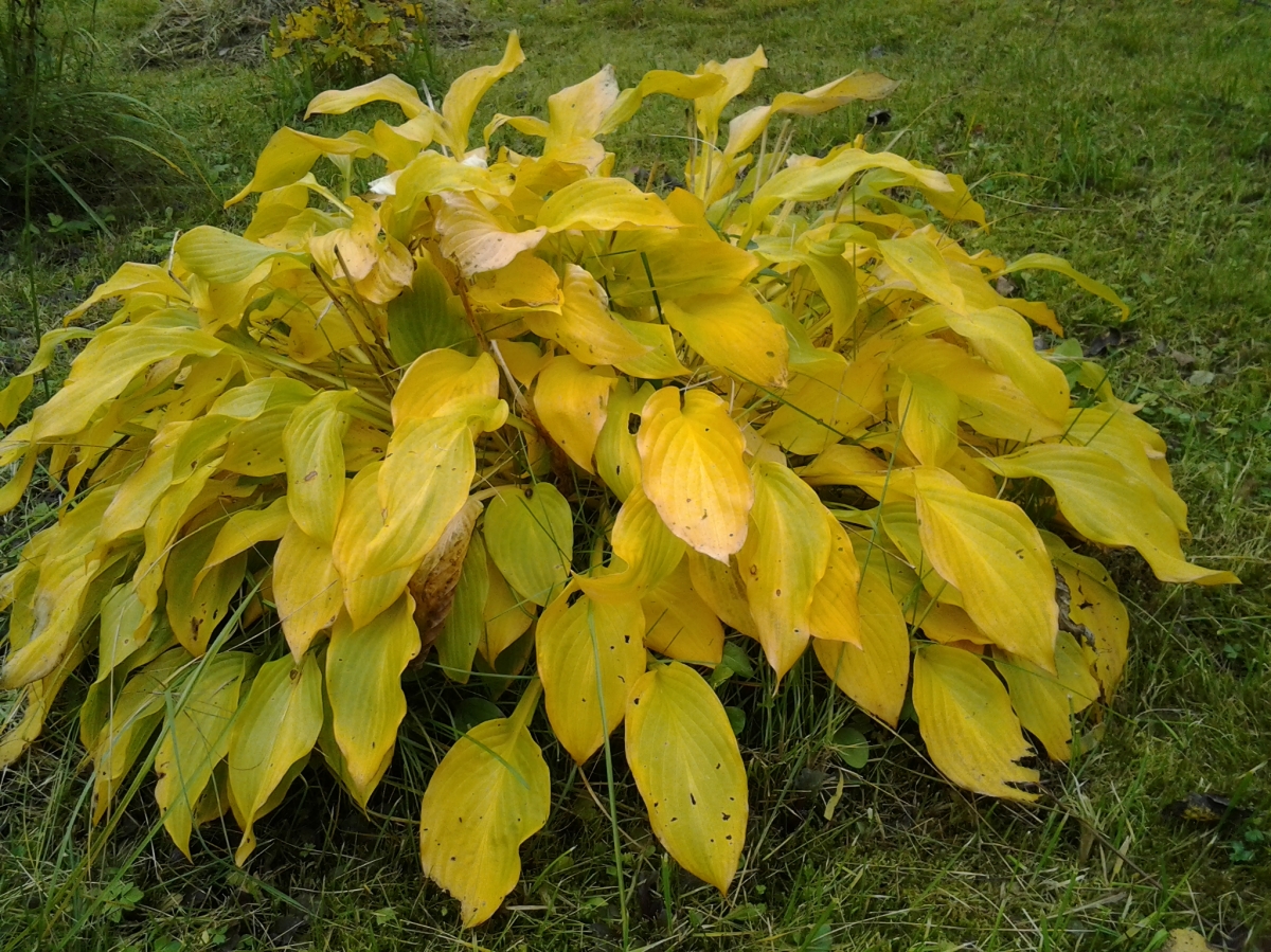 Nezapomeňte na hosty v prosinci. Potřebují je, aby na jaře ožili.