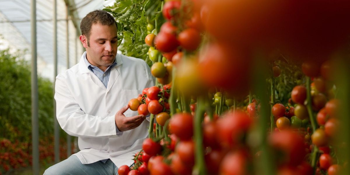 Zemědělská senzace: vědci vyvinuli sprej, který zvyšuje odolnost rajčat vůči suchu.