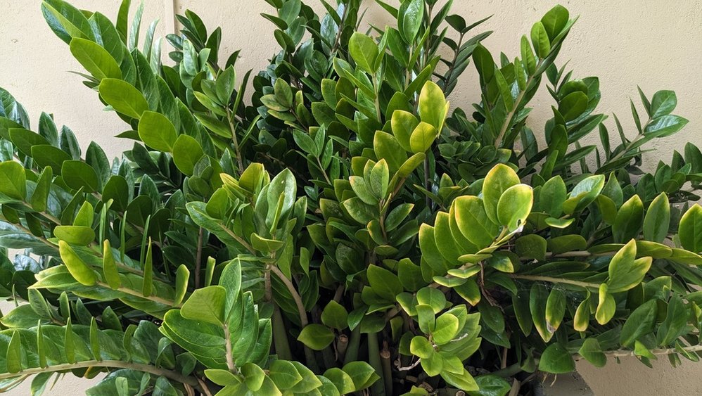 Žloutne zamioculcas v zimě? Květinář vám poradí, jak to napravit.