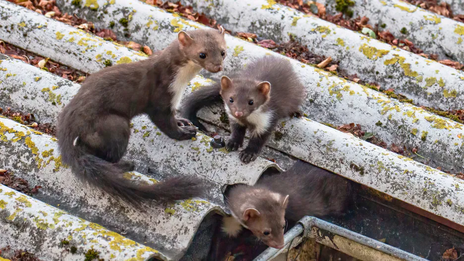 Rozložte je na půdě, ve sklepě a v garáži. Kuny se ani nepřiblíží