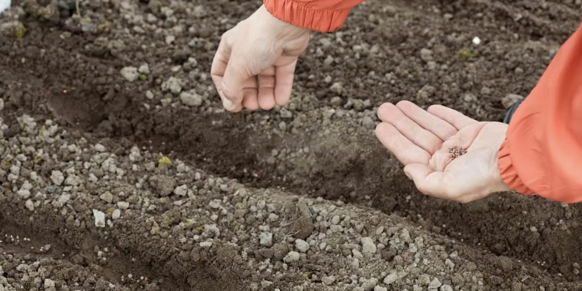 Zasejte trávu... v zimě. Vytlačí plevel a vytvoří povrch podobný pryskyřici.