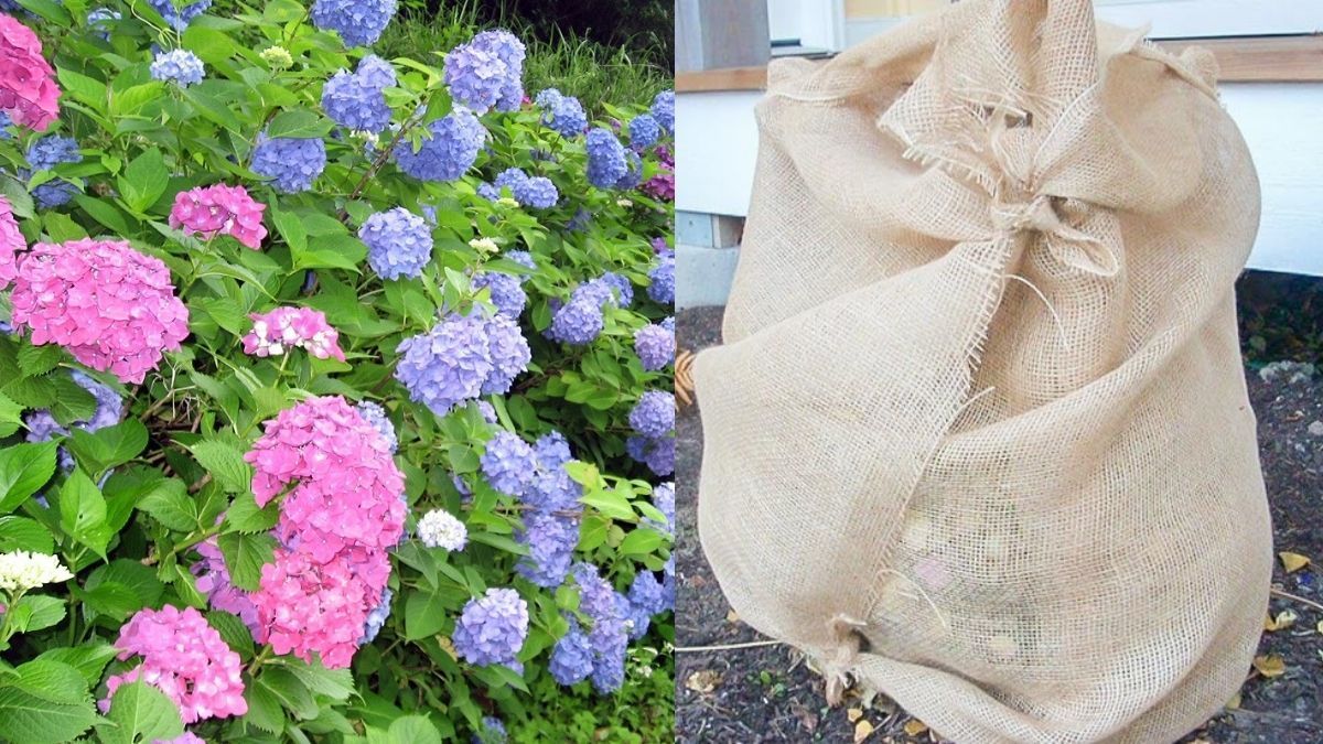 Poslední šance! Udělejte to dnes se svou hortenzií a na jaře se pokryje obrovskými květy.
