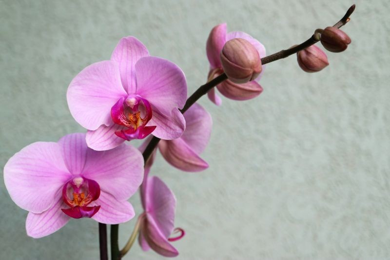Švédská metoda kvetení orchidejí. Vydávají poupata dokonce i uprostřed zimy