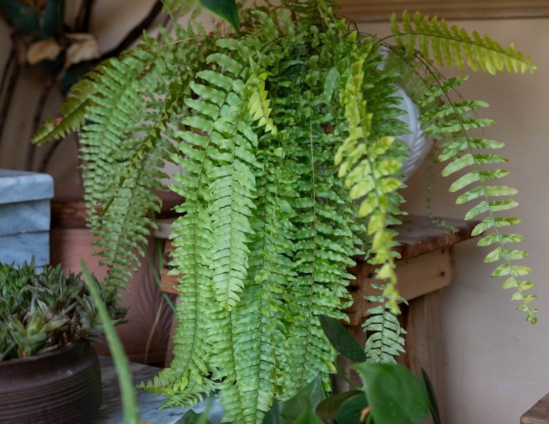 Položte jej do podnosu a bude na kapradinu působit lépe než hnojivo. Bude mít mnoho bujných listů