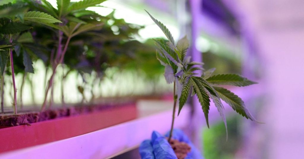 Kongres zakazuje delta-8 a THC v souladu s novým rozhodnutím o konopí