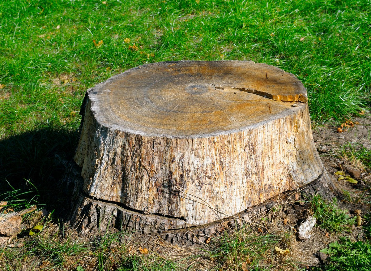 Bez pronájmu bagru a namáhavého vykořenění. Chytrý trik na odstranění pařezu