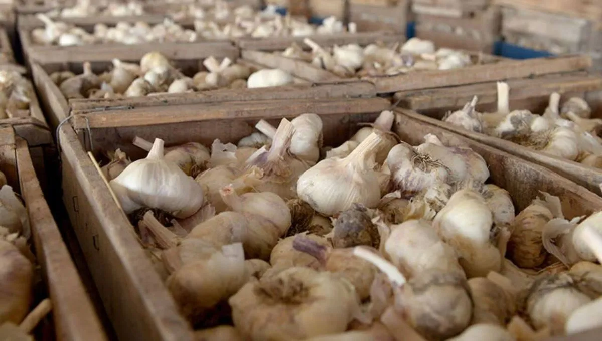 Země, která produkuje více než polovinu česneku na planetě Zemi, a jak jej využívá jako nástroj moci