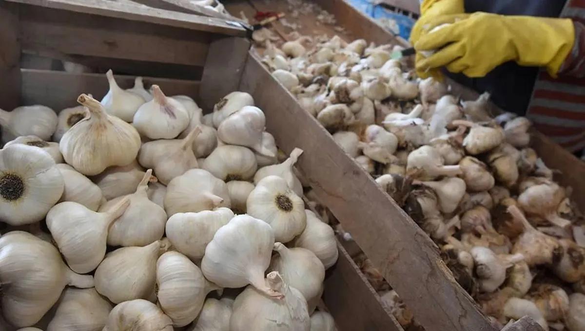 Země, která produkuje více než polovinu česneku na planetě Zemi, a jak jej využívá jako nástroj moci