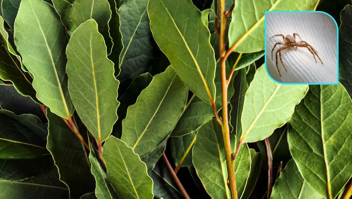 Jak odpudit pavouky z domu pomocí bobkového listu: účinná domácí past