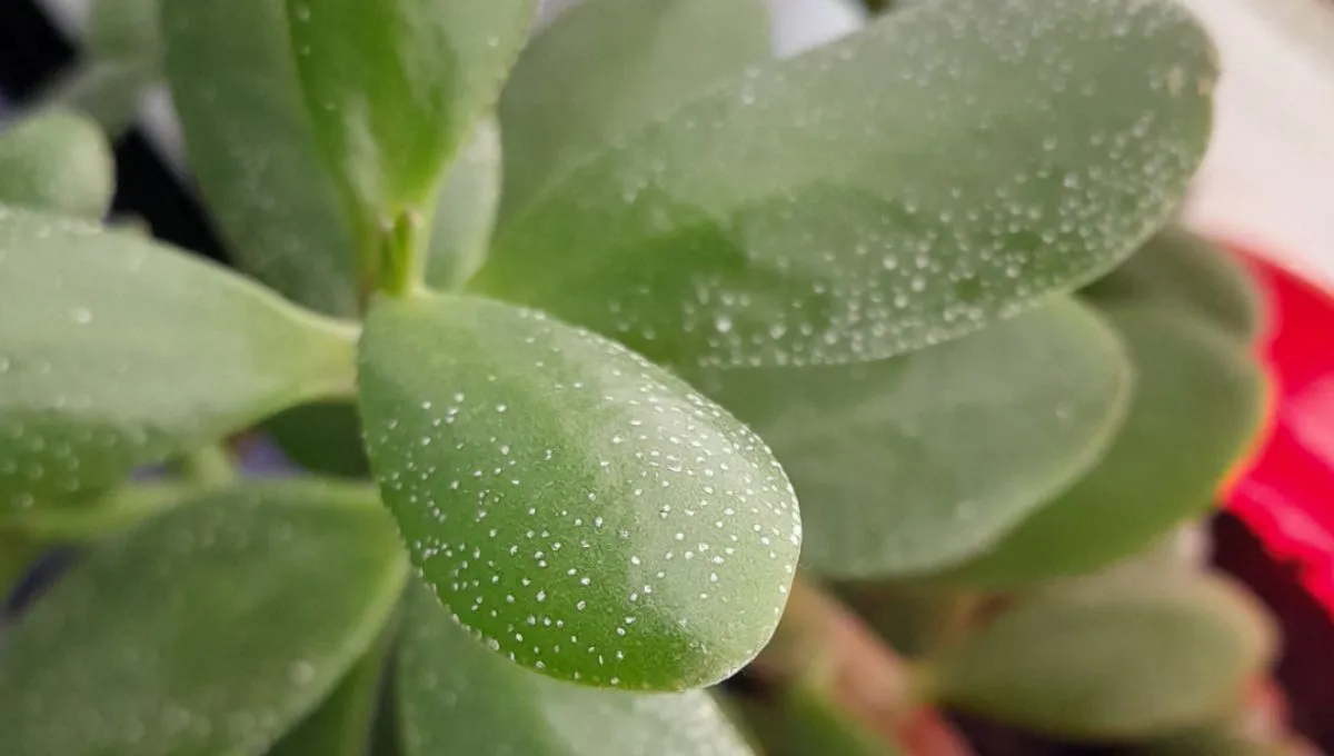 Jak a kolik zalévat nefritové stromky na jaře