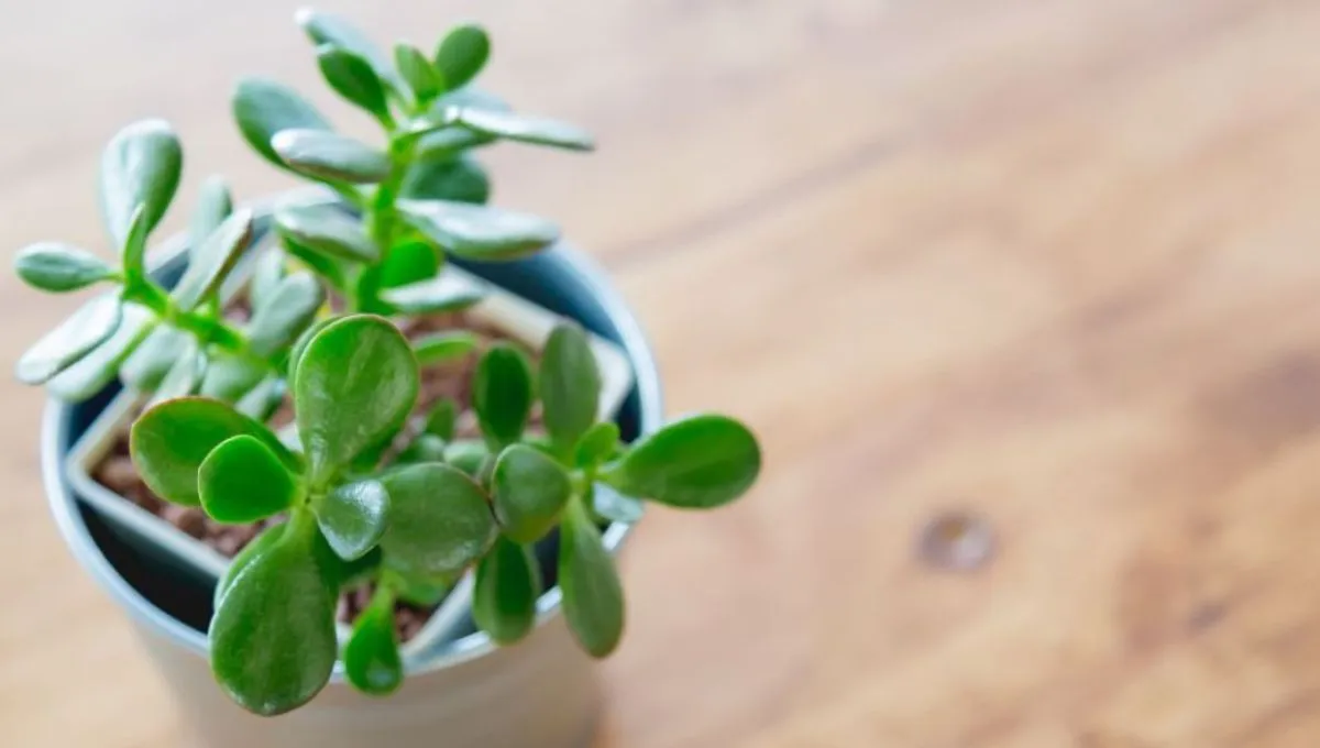 Jak a kolik zalévat nefritové stromky na jaře