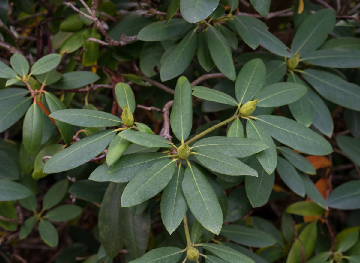Zahradníci ho rádi používají k mulčování na zimu. Nejenže chrání rostliny, ale také pečuje o stav půdy a potlačuje plevel.