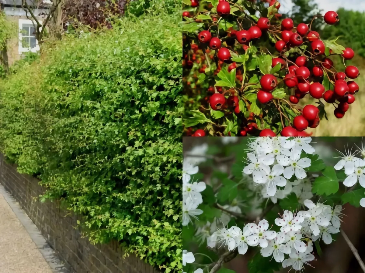 Nový hit mezi zahradníky. Vypadá lépe než tuje a roste jako blázen.