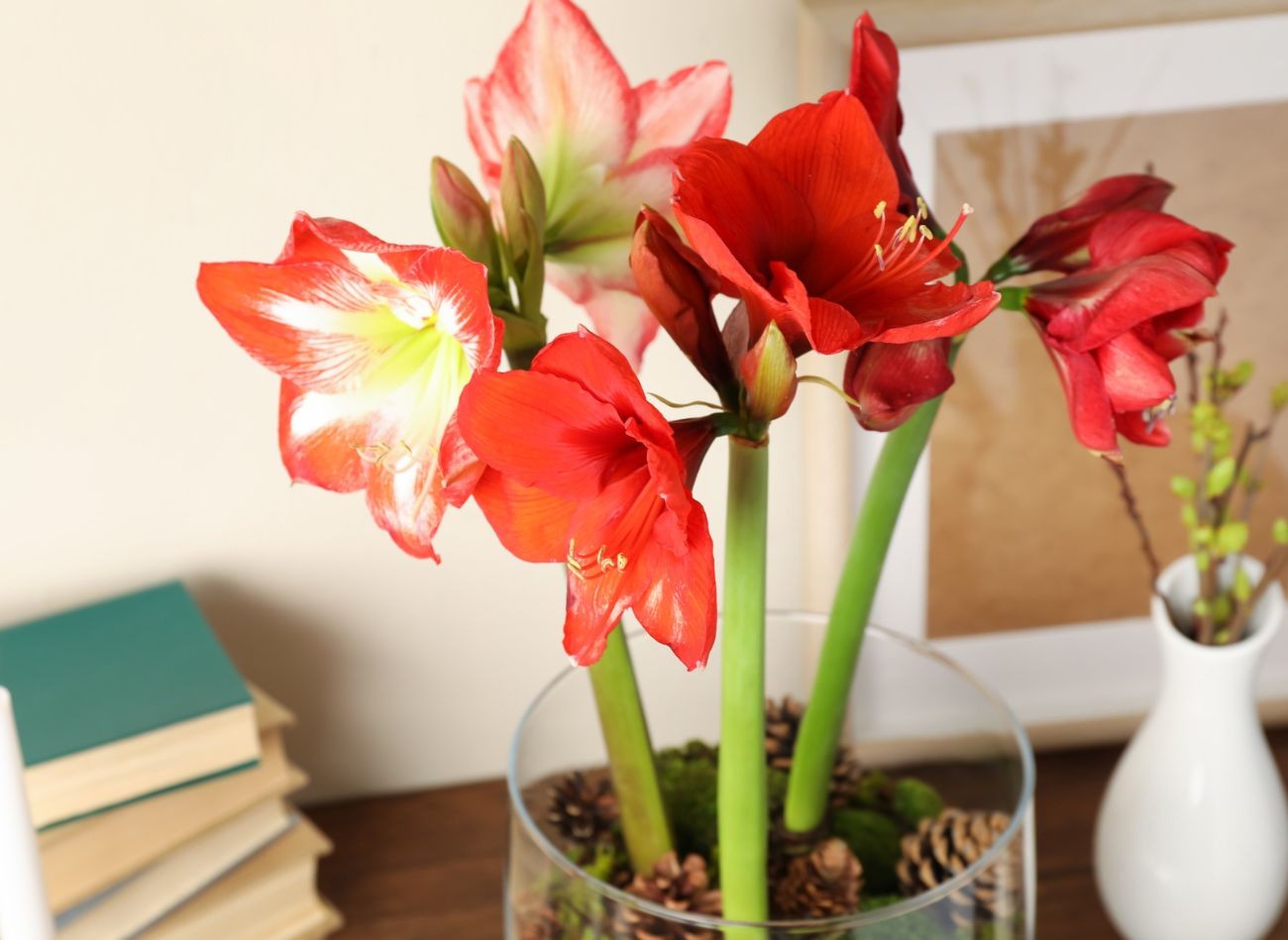 Péče o amaryllis v zimě. Dodržujte tyto 3 rady a bude krásně kvést.