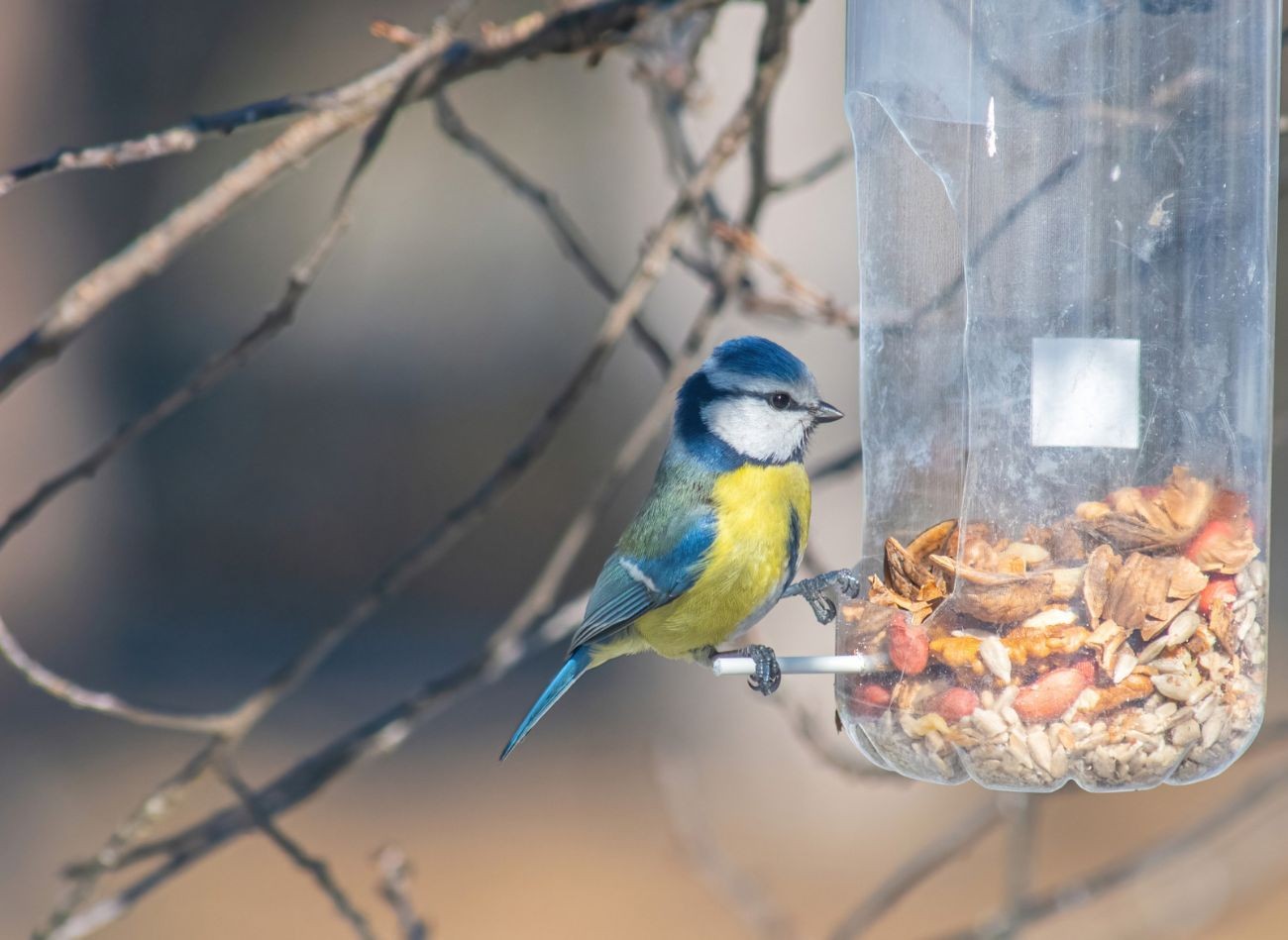 Co dělat na zahradě v prosinci? Ochrana rostlin a plánování výsadby na příští sezónu.