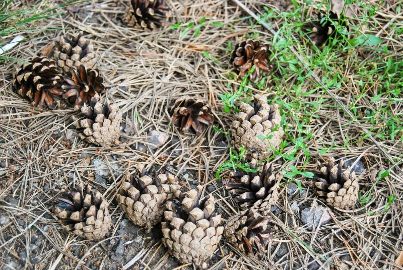 Zahradníci ho rádi používají k mulčování na zimu. Nejenže chrání rostliny, ale také pečuje o stav půdy a potlačuje plevel.